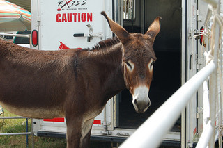 Benson Mule Day. Image courtesy of Flickr user Mangrove Mike.